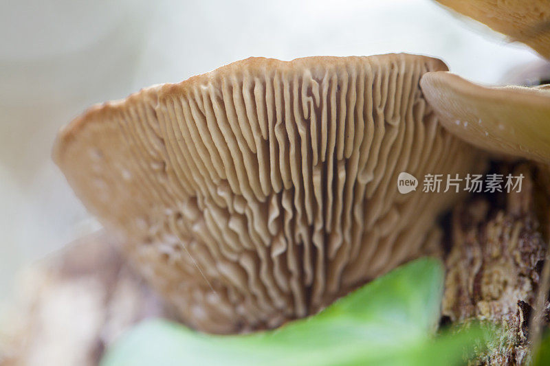 杂色Trametes versicolor蕈类:位于罗洛特附近的加泰罗尼亚森林